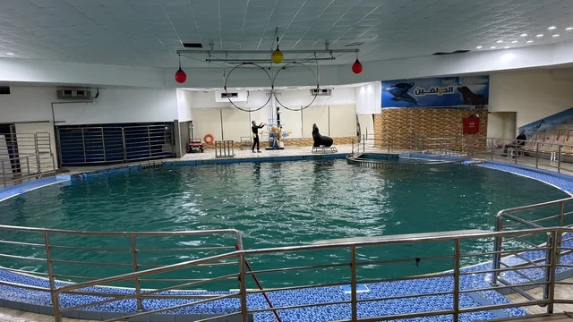 Sea Lion Performance at Dolphin Village Dammam Arena