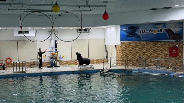 Sea Lion Show at Dolphin Village Dammam Saudi Arabia Sea Lion Show at Dolphin Village Dammam Saudi Arabia
