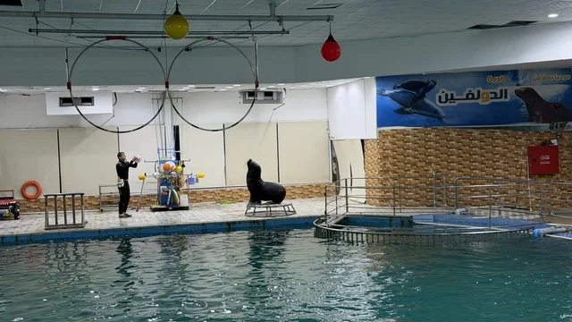Sea Lion Show Performance at Dolphin Village Dammam
