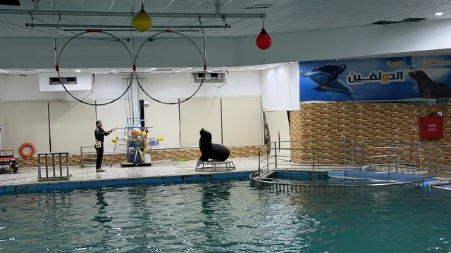 Sea Lion Performance at Dolphin Village Dammam