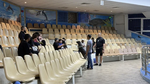 Sea Lion Performance at Dolphin Village Dammam