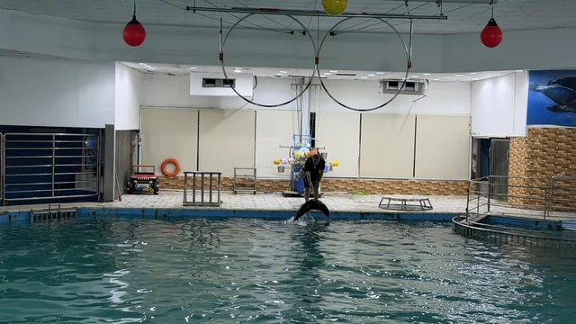 Dolphin Village Dammam Indoor Performance Pool
