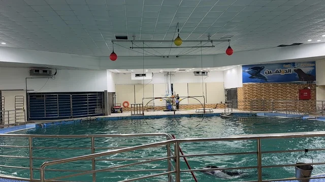 Dolphin Village Dammam Indoor Performance Pool Facility