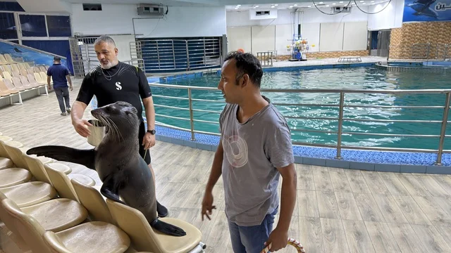 Sea Lion Feeding at Dolphin Village Dammam Saudi Arabia