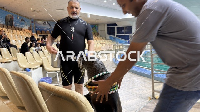 عرض أسد البحر في قرية الدولفين بالدمام
