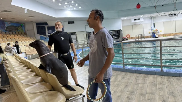 عرض أسد البحر في قرية الدولفين بالدمام