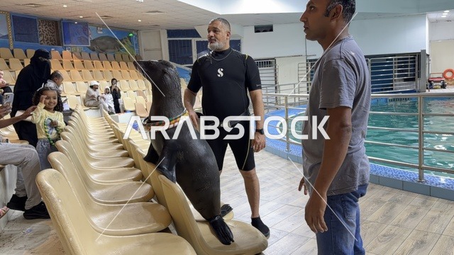عرض أسد البحر في قرية الدولفين بالدمام