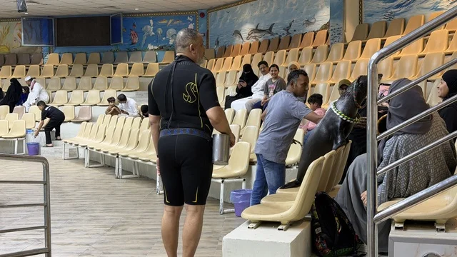 عرض أسد البحر في قرية الدولفين بالدمام