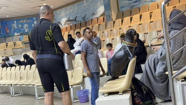 أسد البحر مع الجمهور في قرية الدولفين بالدمام