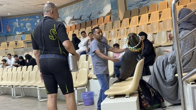 عرض أسد البحر في قرية الدولفين بالدمام السعودية