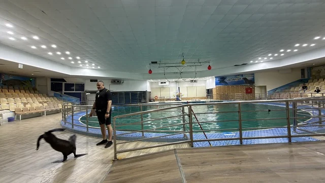 Sea Lion Show at Dolphin Village Arena in Dammam