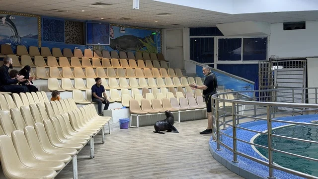Sea Lion Performance at Dolphin Village Dammam