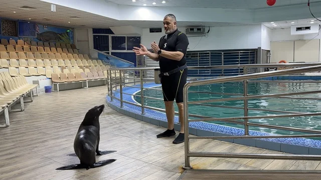Sea Lion Trainer at Dolphin Village Dammam