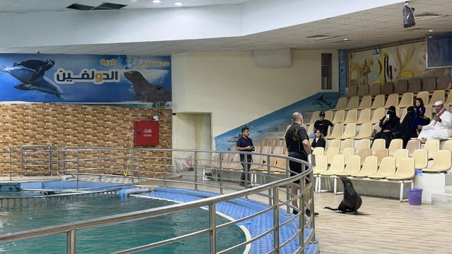 Sea Lion Show at Dolphin Village Dammam Saudi Arabia
