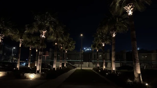 Ahmed Al Mousa Park Illuminated Palm Trees at Night