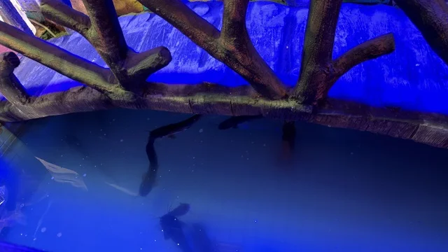 Dolphin Village Dammam Aquarium with Blue Lighting
