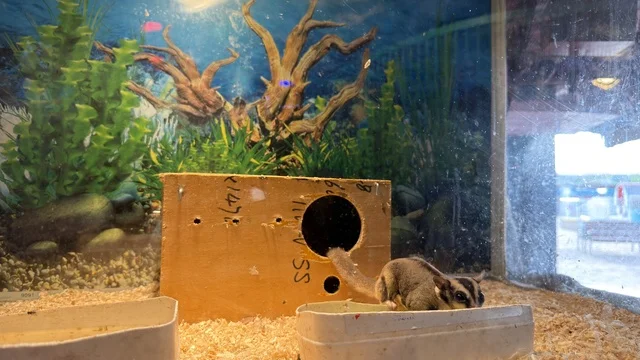 Sugar Glider in Enclosure at Dolphin Village Dammam