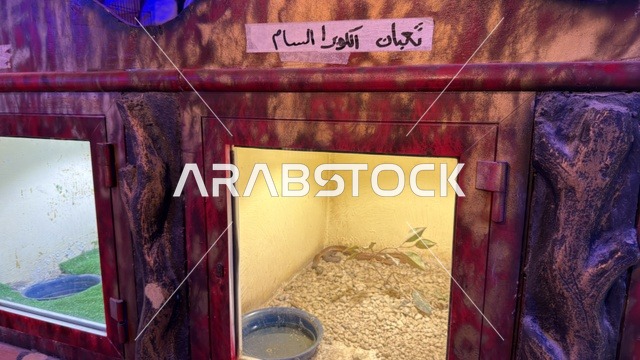 معرض ثعبان الكوبرا السام في قرية الدولفين بالدمام