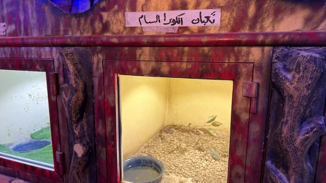 Cobra Snake Enclosure Exhibit at Dolphin Village Dammam