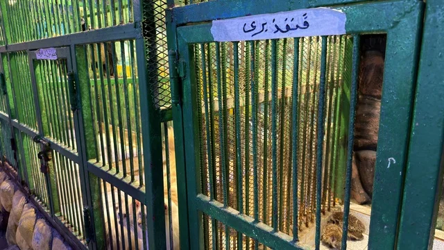 Hedgehog Enclosure at Dolphin Village Dammam Saudi Arabia
