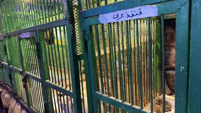 Dolphin Village Dammam Animal Enclosure and Cages