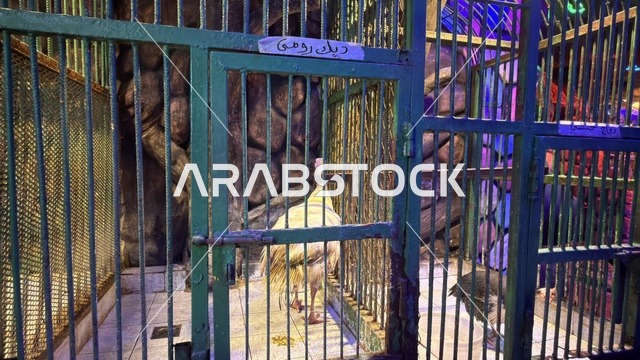 ديك رومي داخل قفص في قرية الدولفين بالدمام