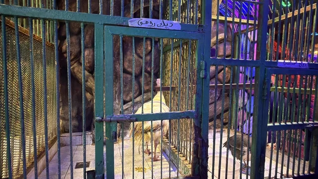 Turkey Bird in Cage at Dolphin Village Dammam Turkey Bird in Cage at Dolphin Village Dammam