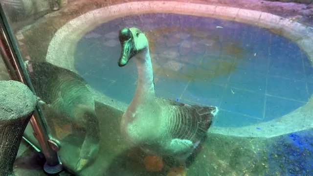 Chinese Goose at Dolphin Village Dammam Indoor Enclosure
