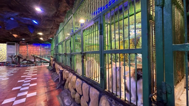 Cats in Cages at Dolphin Village Dammam Zoo