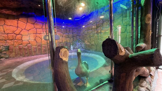 Goose Exhibit at Dolphin Village Dammam Saudi Arabia