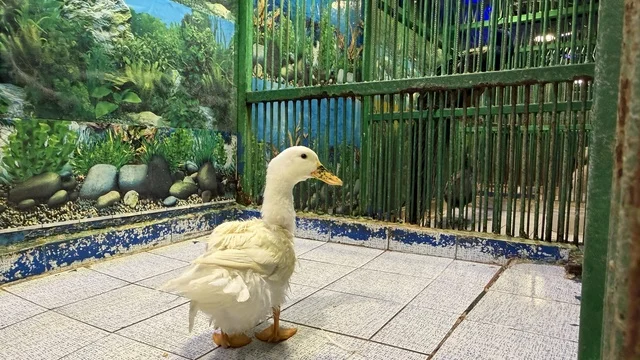 White Duck at Dolphin Village Dammam Enclosure