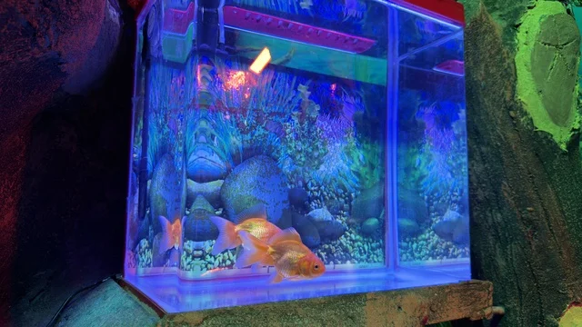 Goldfish in Blue Lit Aquarium at Dammam Dolphin Village