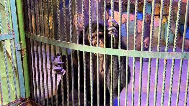 Chimpanzee Inside Cage at Dolphin Village Dammam Zoo