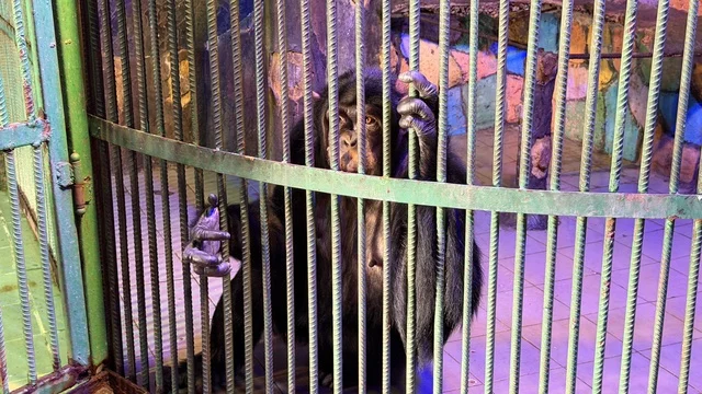 Chimpanzee in Cage at Dolphin Village Dammam Saudi Arabia