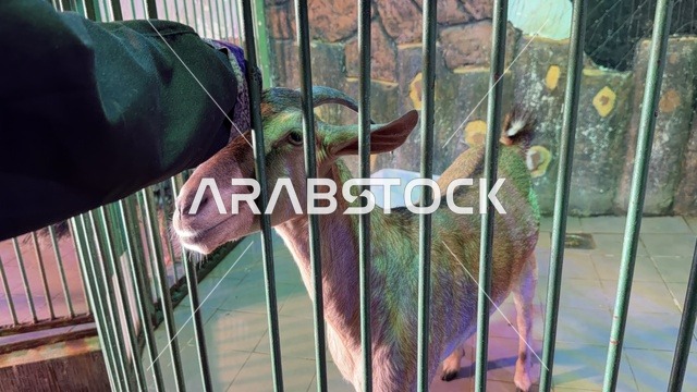 ماعز داخل سياج في قرية الدولفين بالدمام