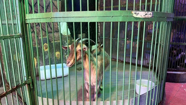 Wild Goat in Enclosure at Dolphin Village Dammam