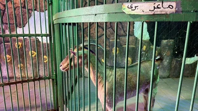 Wild Goat Inside Enclosure at Dolphin Village Dammam