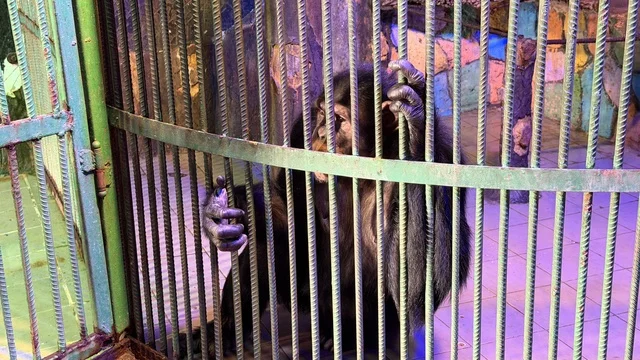 Chimpanzee in Cage at Dolphin Village Dammam