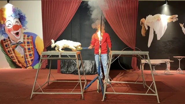 عرض السيرك للكلاب في قرية الدولفين بالدمام
