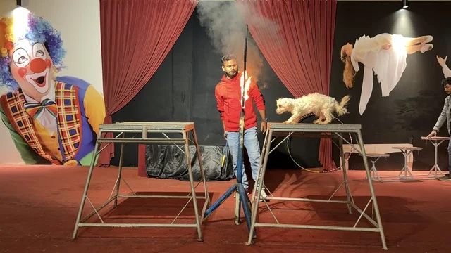 عرض الكلاب في السيرك بقرية الدولفين بالدمام