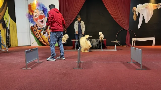 Circus Dog Show Performance at Dolphin Village Dammam