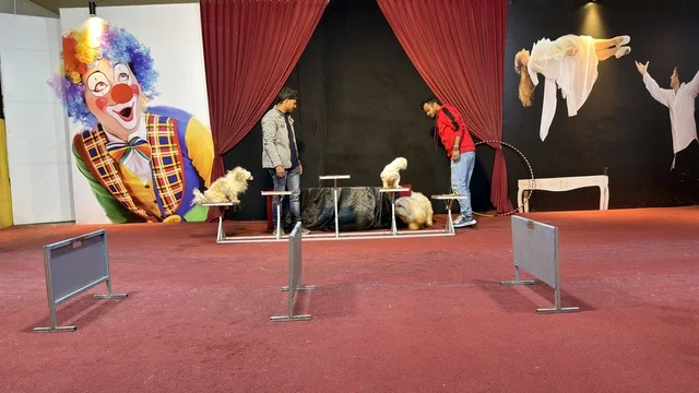 Circus Dog Show at Dolphin Village Dammam Saudi Arabia
