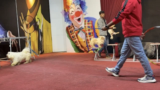 Circus Dog Performance at Dolphin Village Dammam