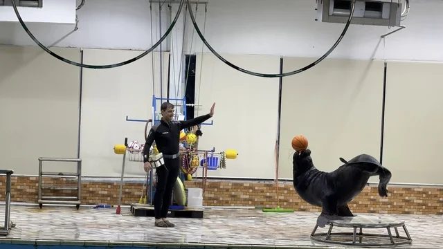 Sea Lion Performance at Dolphin Village Dammam Saudi Arabia