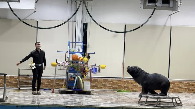Sea Lion Performance at Dolphin Village Dammam Arena