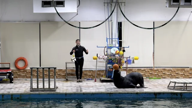 Sea Lion Performance at Dolphin Village Dammam