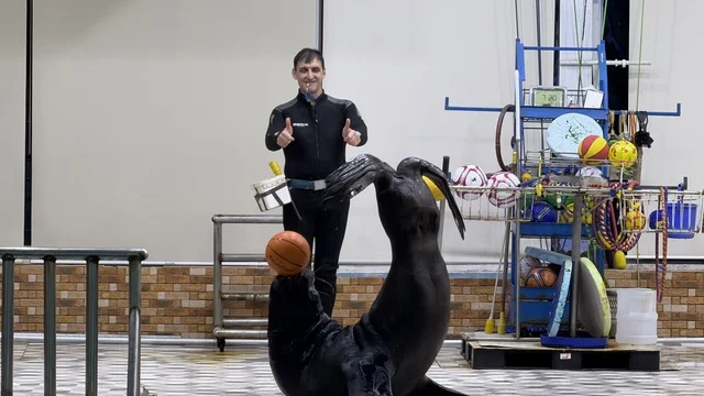 Sea Lion Performance at Dolphin Village Dammam Saudi Arabia