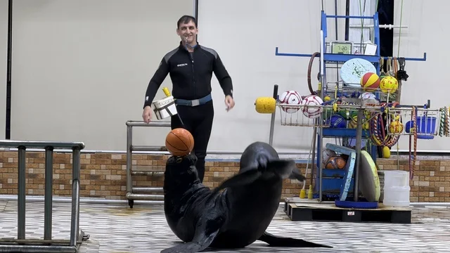 Sea Lion Performance at Dolphin Village Dammam