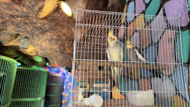 Cockatiel Birds at Dammam Dolphin Village Cage