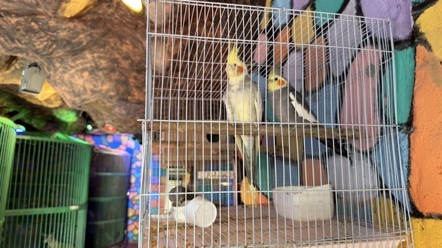 Cockatiel Birds in Cage at Dolphin Village Dammam Saudi